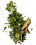 fines-herbes-a-salade-150x150
