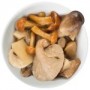 funghi-fantasia-1-150x150